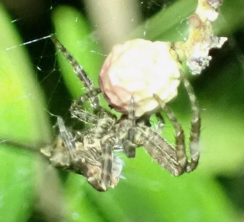 Cyrtophora citricola